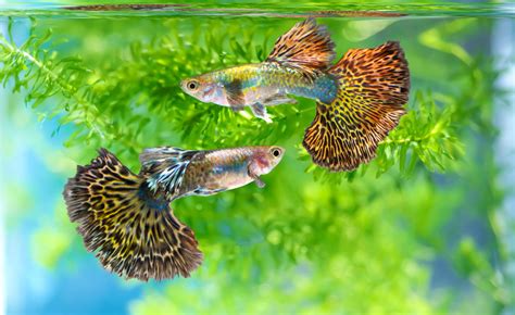 飼養魚|初心者が飼いやすい魚10選｜飼育が簡単な魚の選び方 